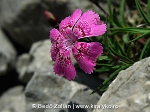 Királykői szegfű (Dianthus callizonus)